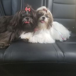 Shih Tzu Puppies from Good Roots Shih Tzu's