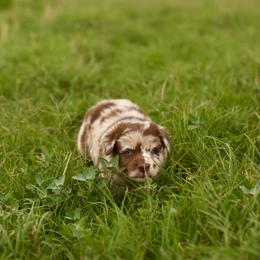 Carter - Red merle male Australian Shepherd puppy in Dunn, North Carolina from The Dogs of Working Aussies Homestead