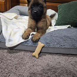Male 4 - Fawn sable male Belgian Malinois puppy in Steelville, Missouri from Chaland