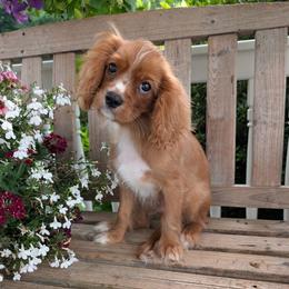 Cavalier King Charles Spaniel puppies from Cavaliers Love