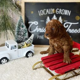 Goldendoodle Puppies from Goldendoodle Utah