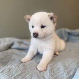 Baxter - Cream male Shiba Inu puppy in Monett, Missouri from Happy Tails Shiba Inus