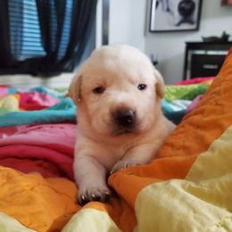Labrador Retriever Puppies from Texas Finest English Labradors