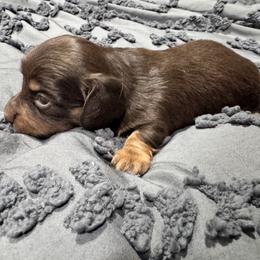 Tessa - Chocolate and tan female Dachshund puppy in Cabool, Missouri from Dachshund's of Country Magic Farms in Missouri