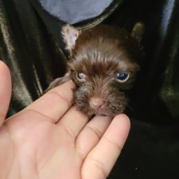 Boy 2 - male Yorkshire Terrier puppy in Buda, Texas from BIOLA'S YORKIES