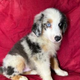 Boy 1 - Blue merle male Toy Australian Shepherd puppy in Hokes Bluff, Alabama from Alegria Toy Aussies