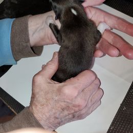 Icelandic Sheepdog Puppies from Hrafnkel Icelandics