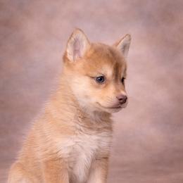 Alex - Red and white male Pomsky puppy in Amarillo, Texas from Pom Pom Pomskies
