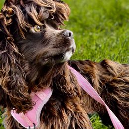 Sage - Cocker Spaniel