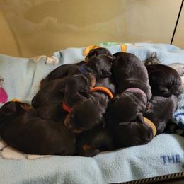 Boy 5 - Black and mahogany male Rottweiler puppy in Snohomish, Washington from Sky Valley Rottweilers