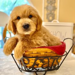 "English Goldendoodle Puppy from Moss Creek Goldendoodles" Goldendoodle and Schnoodle Puppies from Moss Creek Goldendoodles