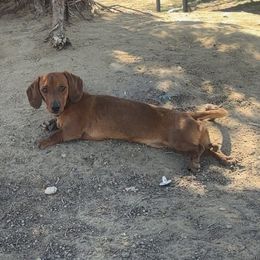 Scooter - Dachshund