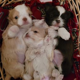 Shih Tzu Puppies from Sugar Paws Heavenly Shih Tzu’s