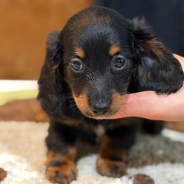 Charlie - Black and tan male Dachshund puppy in Florence County, South Carolina from Modern Family Standards