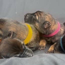 Pink collar - Sable female German Shepherd puppy in Prospect, Connecticut from Di Massimo Canile