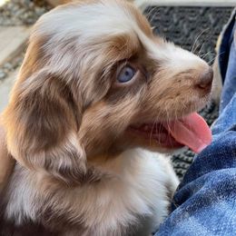 Australian Shepherd Puppies from Roosters Brand of Aussies