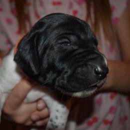 Checkers -orange - Black and white female German Shorthaired Pointer puppy in Riverdale, Michigan from Ninemire Farm