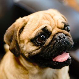 Phoebe - Pug
