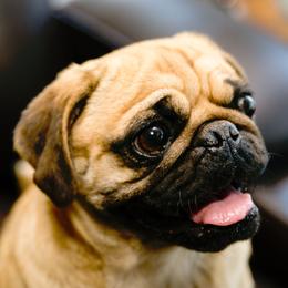Phoebe - Pug
