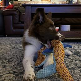 Border Collie and Poodle Puppies from Ross Vegas Kennels