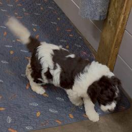 Aria - female Newfypoo puppy in San Antonio, Texas from Mammoth Doodles