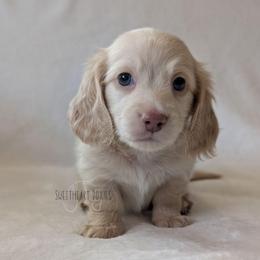 Thing 1 - Cream male Dachshund puppy in San Diego, California from Sweetheart Doxies LLC