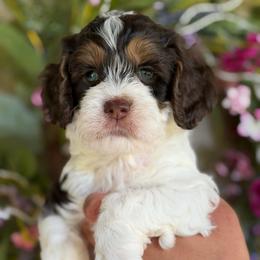 Venice - Brown and white male Cockapoo puppy in Yuciapa, California from AlltheDoodlez_