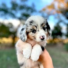 Espresso - Blue merle and white female American Corgi puppy in Bayard, Nebraska from Puppies by Alies