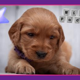 Padme - Dark golden female Golden Retriever puppy in Driggs, Idaho from SK Golden Retrievers
