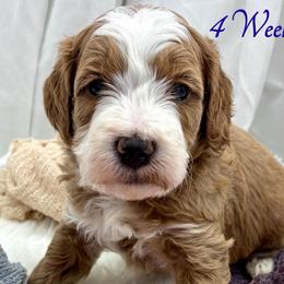 Blue Boy - Red  male Goldendoodle puppy in Travelers Rest, South Carolina from Bailey Mountain Doodles