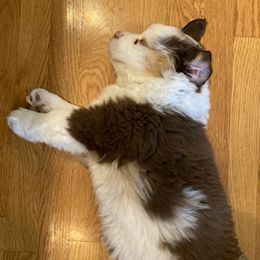 Miniature Australian Shepherd Puppies from Liberty Luck Mini Aussies