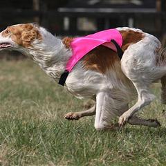 Borzoi All Grown Up from Agust Borzoi
