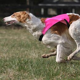 Borzoi All Grown Up from Agust Borzoi
