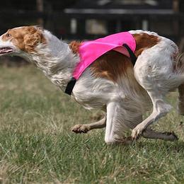 Borzoi All Grown Up from Agust Borzoi