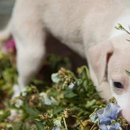 Italian Greyhounds from Coccolare Italian Greyhounds