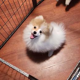 Female 1 - Cream sable parti female Pomeranian puppy in Buckeye, Arizona from BL Poms Heaven
