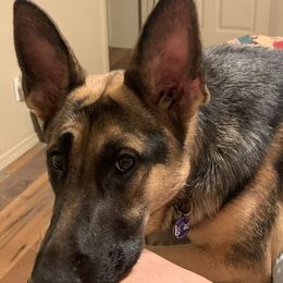 Belle - German Shepherd