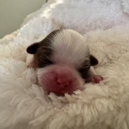 Rosie - Liver and white female Shih Tzu puppy in Avondale, Arizona from Riley Family Shih Tzus