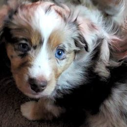 Miniature American Shepherds from Jolley Aussies