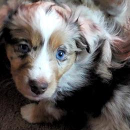 Miniature American Shepherds from Jolley Aussies