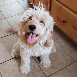 Goldendoodles and Poodles from Tender Little Paws