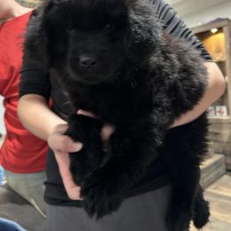 Blue aka Independence - Newfoundland puppy from Crystal Waters Newfoundlands