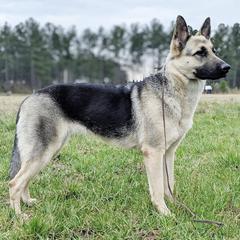 Vostochino Evropeiskaya Ovcharkas from Thystrup Vostochno Evropeiskaya Ovcharka