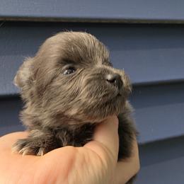 Janis - Blue brindle female Pomeranian puppy in Hooksett, New Hampshire from Granite State Pomeranians