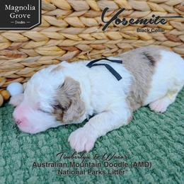 Yosemite - Black Collar - male Australian Mountain Doodle puppy in Oxford, Alabama from Magnolia Grove Doodles