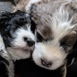Aussiedoodle Puppies from Ridgeview Aussiedoodles