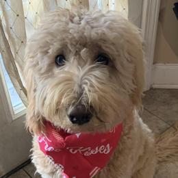 Goldendoodles from Libby Lou’s Goldendoodles