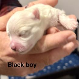 Black boy - White and buff male Bichon Frise puppy in Lavon, Texas from Sissy’s Heavenly Paws