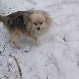 Star - Pomeranian