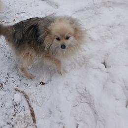 Star - Pomeranian